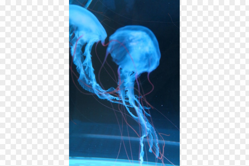 Jellyfish Chrysaora Colorata Quinquecirrha Marine Invertebrates PNG