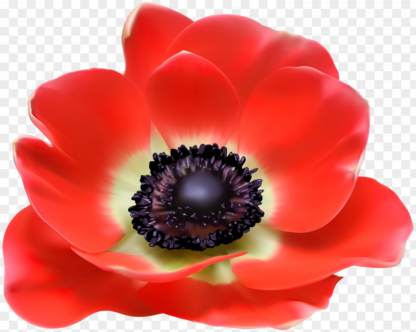 Red Flower Clip Art Image Poppy Euclidean Vector PNG
