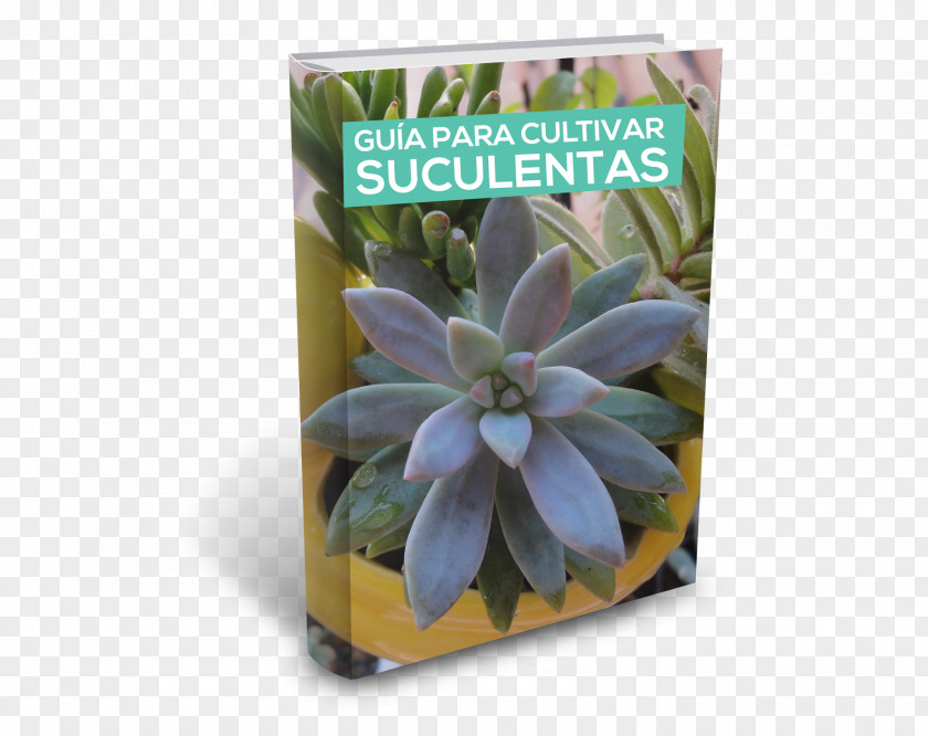 Suculentas Herb PNG