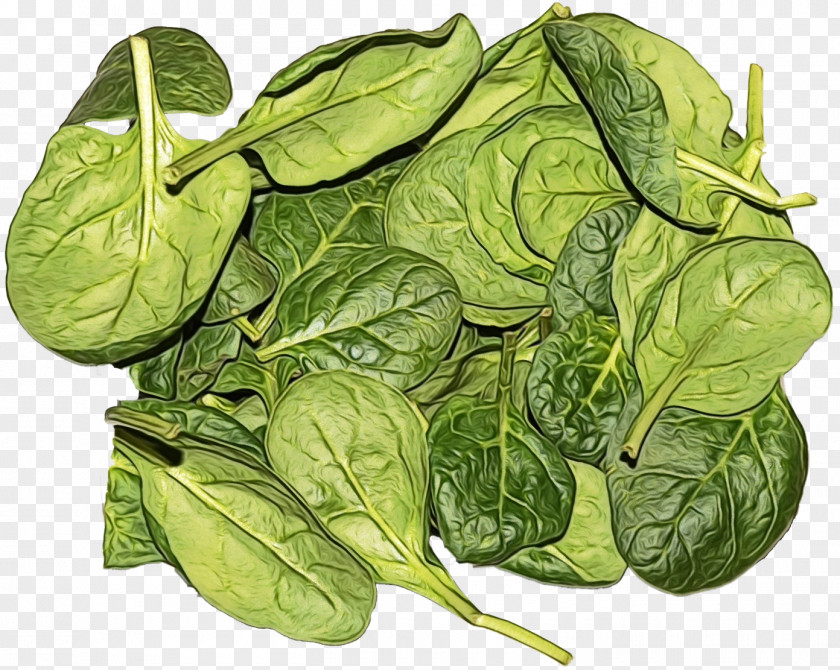 Vegetarian Food Tatsoi Leaf Vegetable Spinach Plant PNG