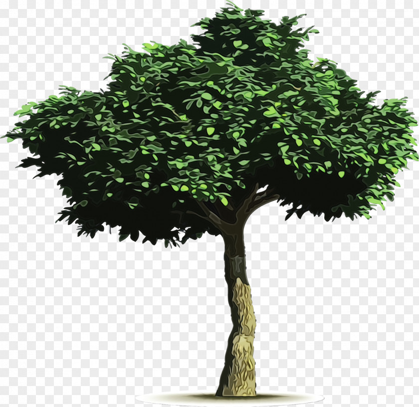 Arbor Day PNG