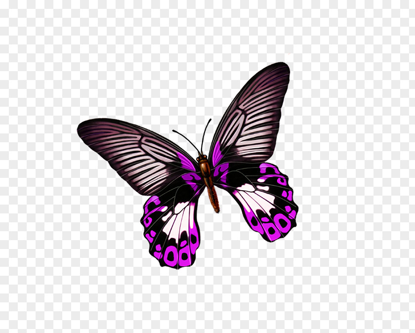 Beautiful Butterfly Download PNG