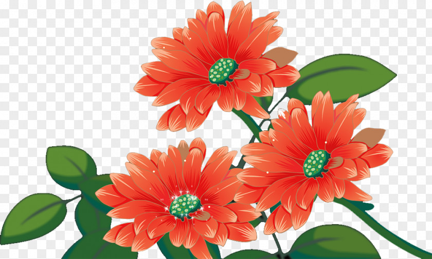 Chrysanthemum Transvaal Daisy Flower PNG