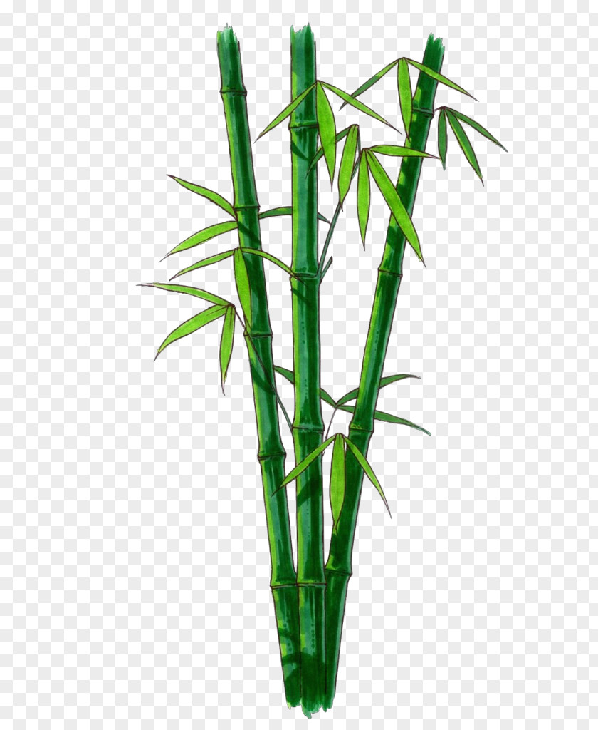 Flowering Plant Flowerpot Bamboo Stem Flower Leaf PNG