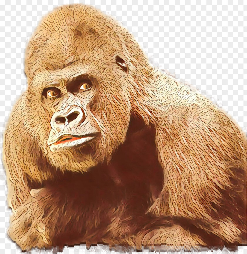 Gorilla Orangutan Monkey Fur Terrestrial Animal PNG