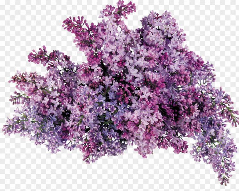 Hedge Shrub Lavender Lilac Clip Art PNG