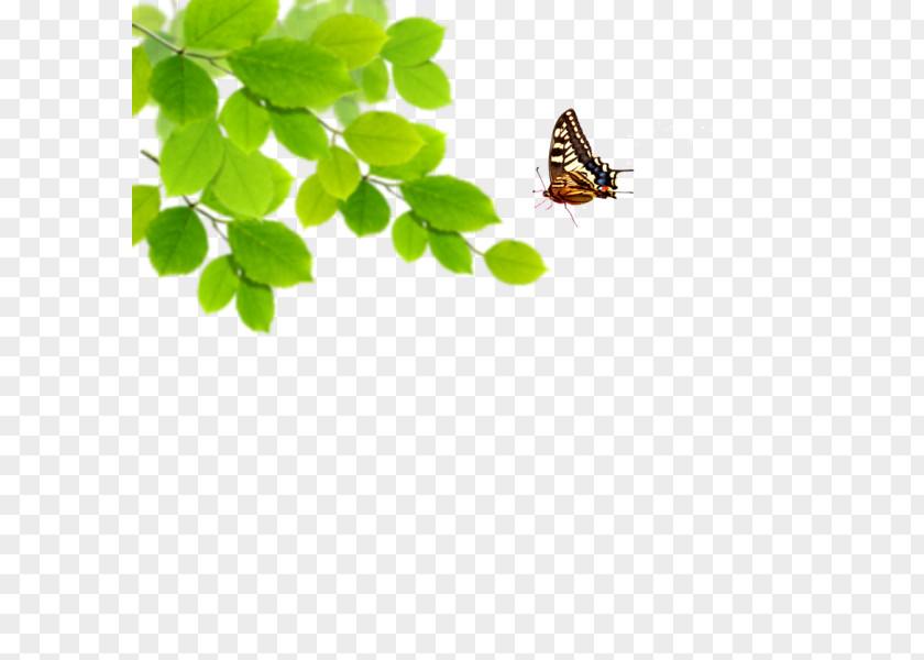 Papillon Green Desktop Wallpaper Blue PNG