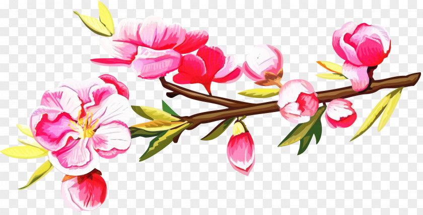 Plant Stem Pedicel Floral Spring Flowers PNG