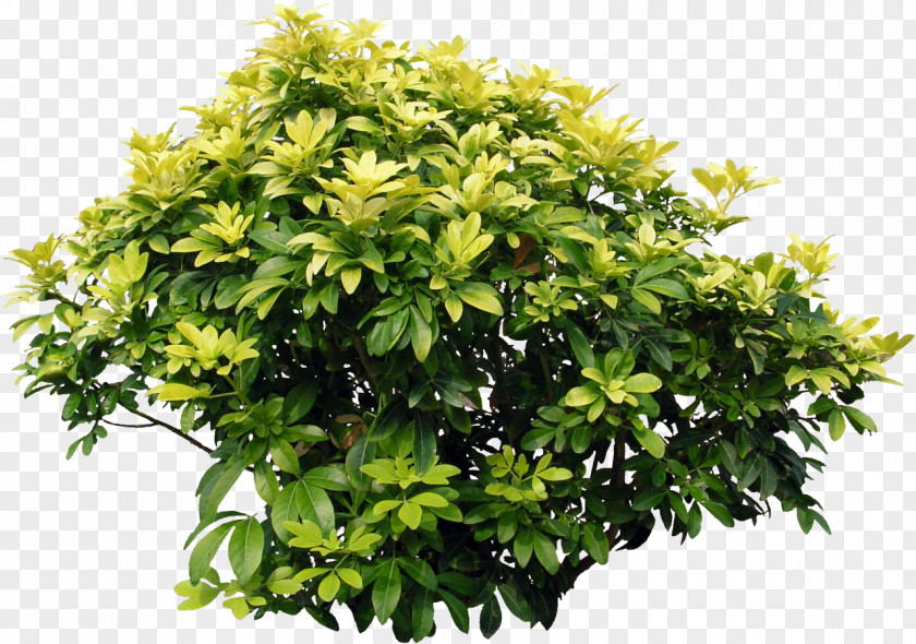 Plants Shrub Acer Ginnala Tree Clip Art PNG