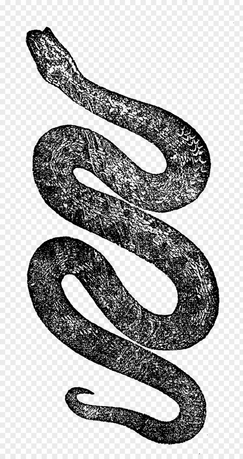 Snakes Snake Reptile Vipers PNG