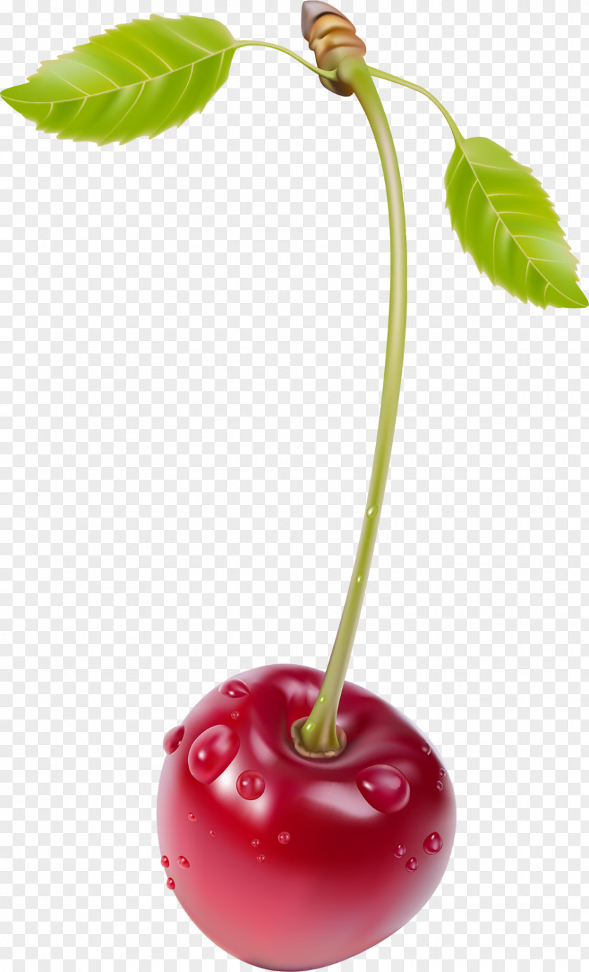 Berries Cherry Blueberry Clip Art PNG