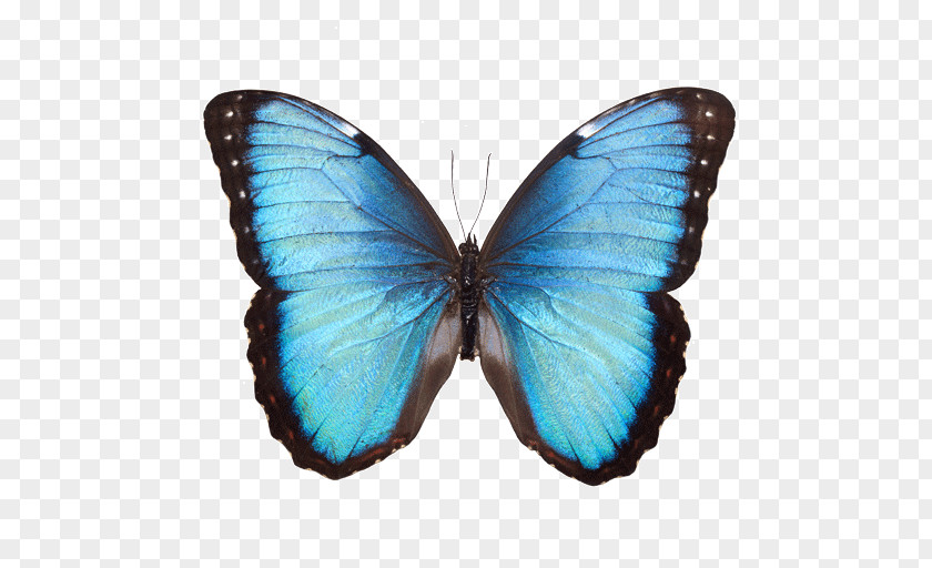 Butterfly Common Blue Morpho Stock Photography White PNG