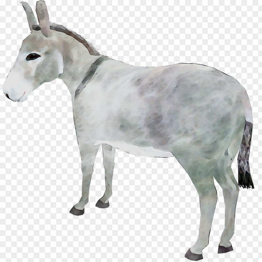 Goat Cattle Donkey Snout Terrestrial Animal PNG