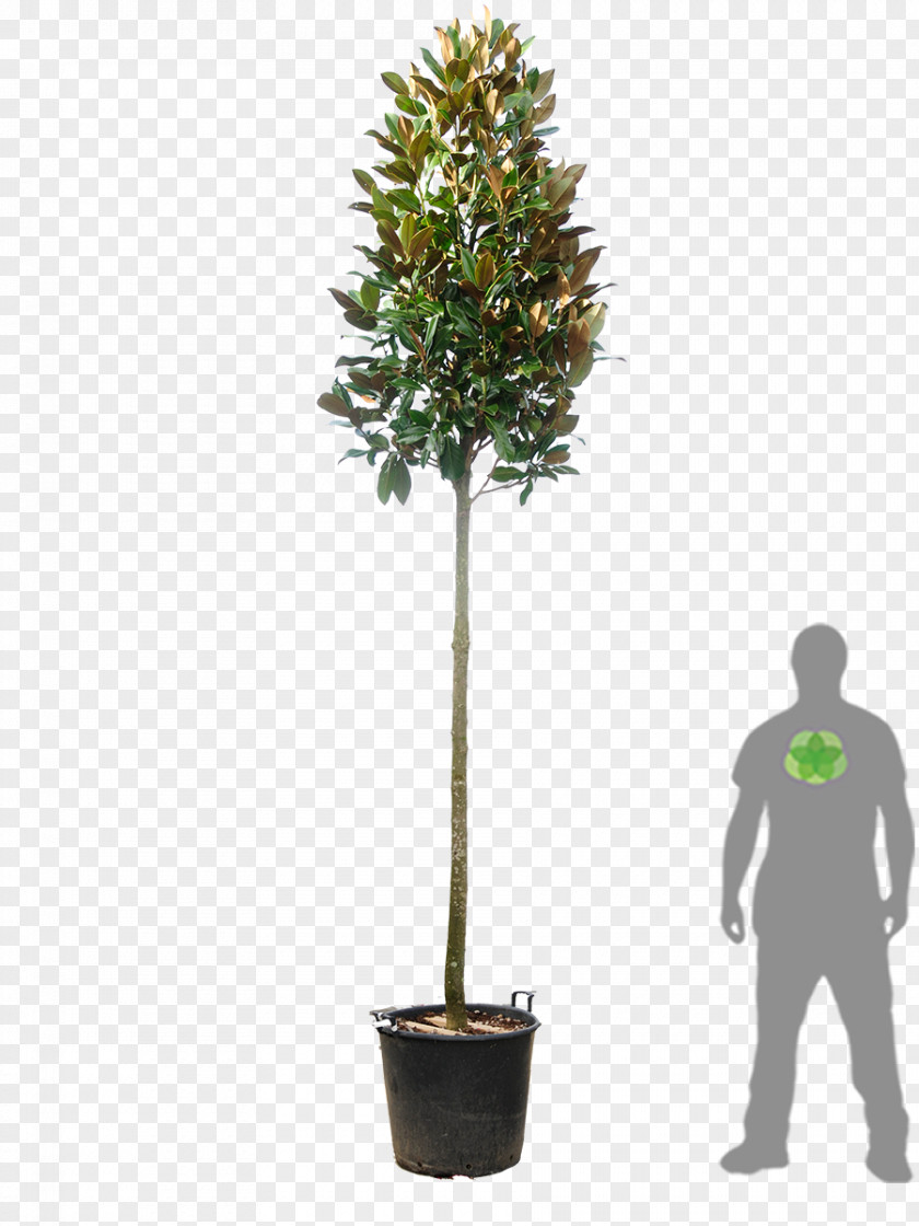 Magnolia Tree Evergreen Southern Red Tip Photinia Hedge PNG