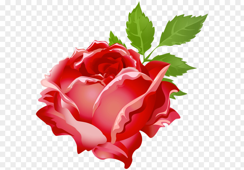 Red Rose Garden Roses Cabbage China Floribunda Clip Art PNG