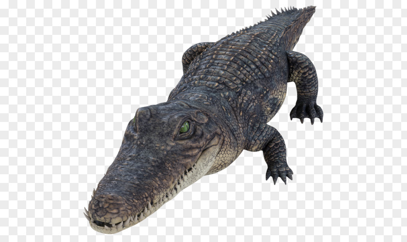 Reptile Alligator Crocodilia Crocodile American PNG