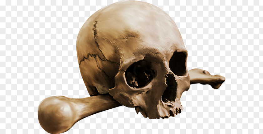 Skull Crossbones Human Calavera Bone Skeleton PNG