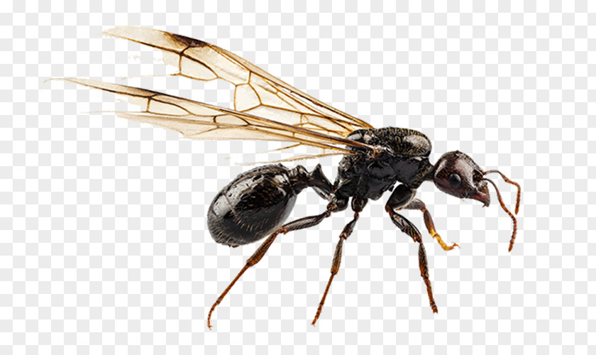Ant Transparent Black Garden Nuptial Flight Pterygota Termite PNG