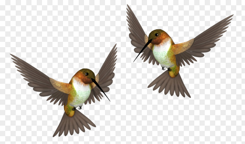 Bird Clip Art PNG