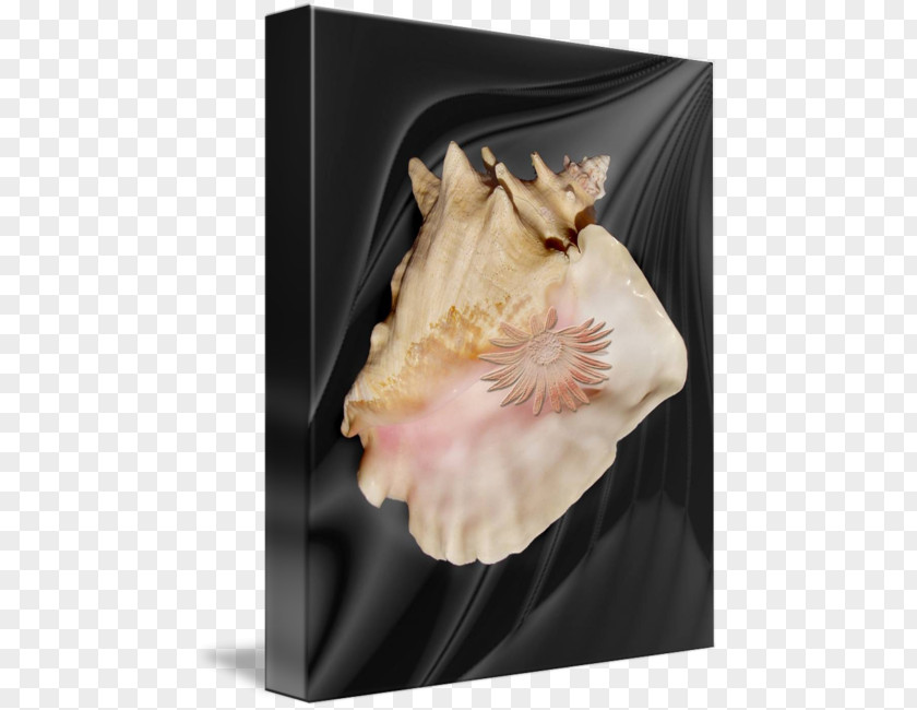 Conch Shell Seashell PNG