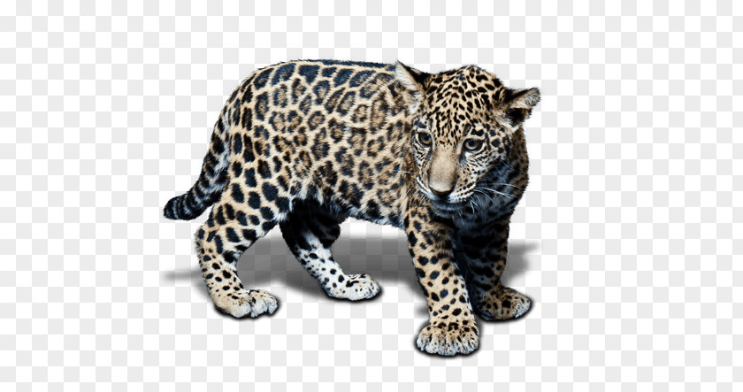 Dog Like Mammal Snow Leopard Jaguar Cheetah Terrestrial Animal PNG