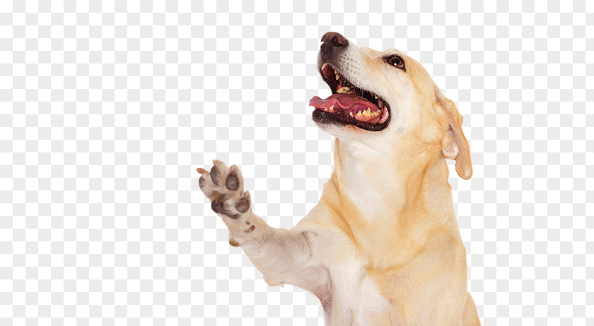Dog Paw Cat Photography PNG