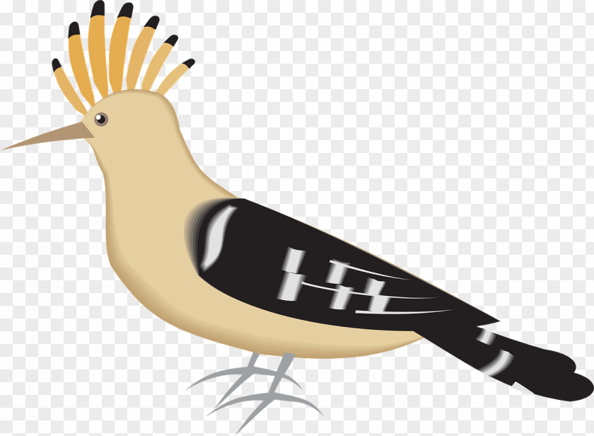 Feathers Bird Hoopoe Drawing Clip Art PNG