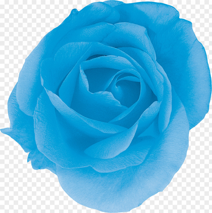 Flower Centifolia Roses Blue Rose Garden Turquoise PNG