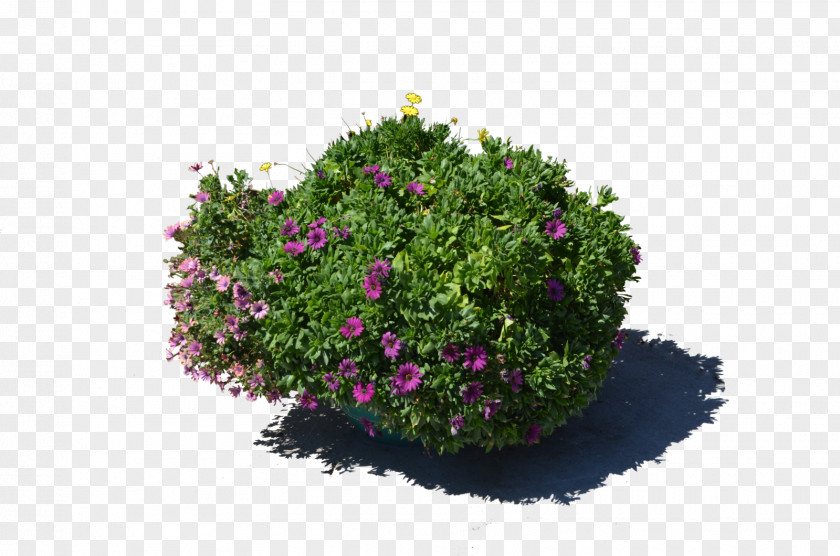 Flower Pot Flowerpot Plant Stock Photography PNG