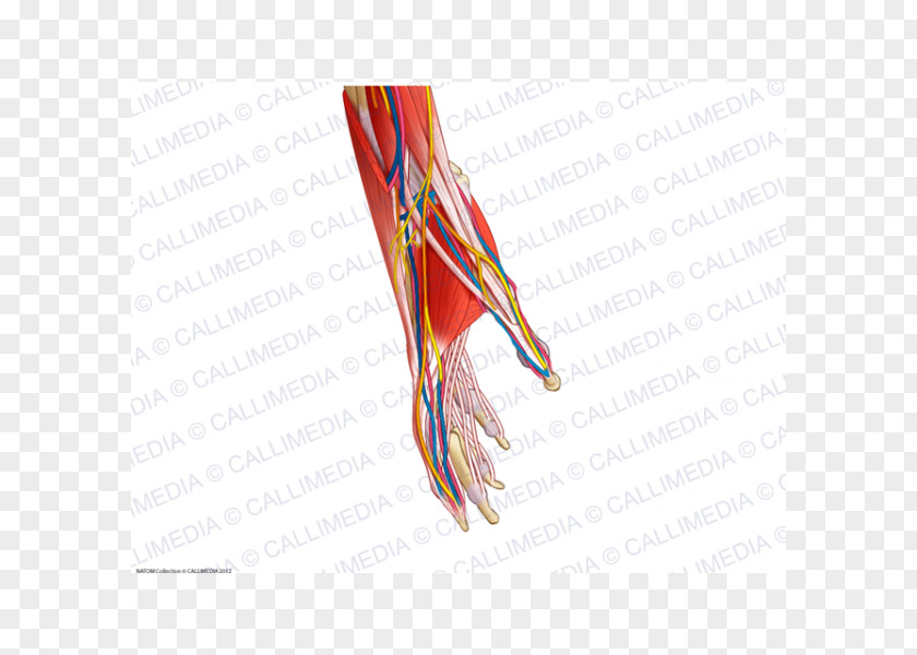 Hand Blood Vessel Muscle Anatomy Muscular System Nerve PNG
