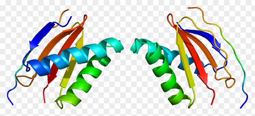 Myosin Motor Proteins DYNLL1 DYNLL2 Dynein Wikipedia Protein PNG