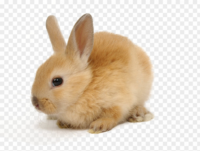 Zajaczek European Rabbit Domestic Cruelty-free Pet PNG
