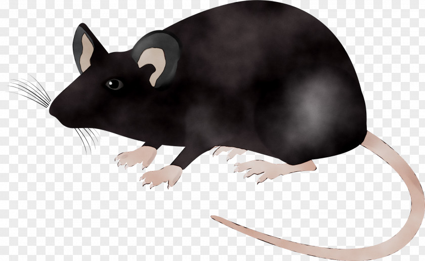 Laboratory Rat Science Gerbil PNG