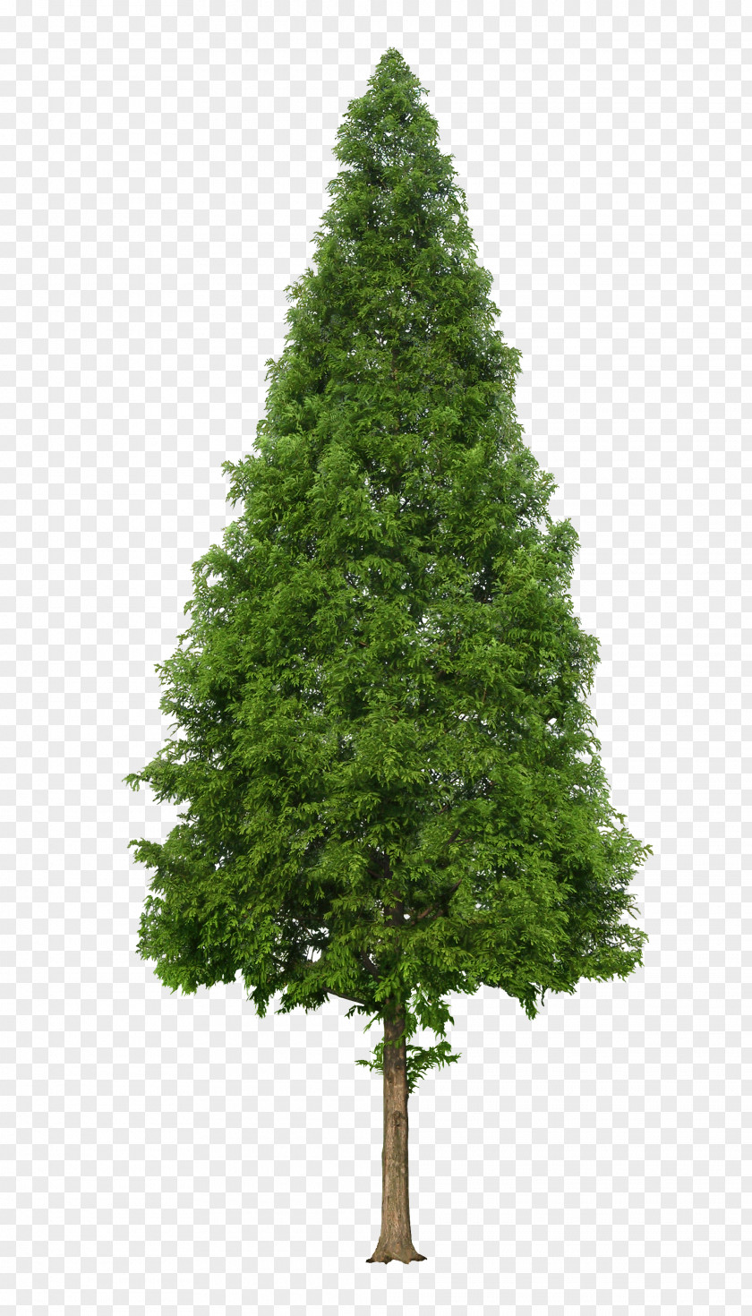 Luxuriant Trees PNG trees clipart PNG