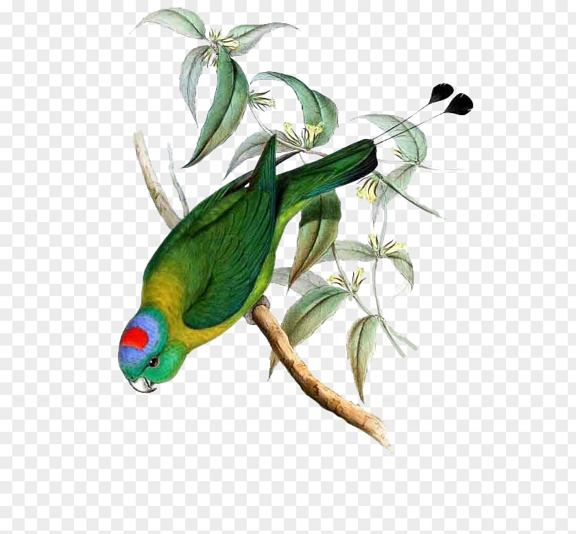 Parrot Bird Yellow-breasted Racket-tail Blue-headed White-booted PNG