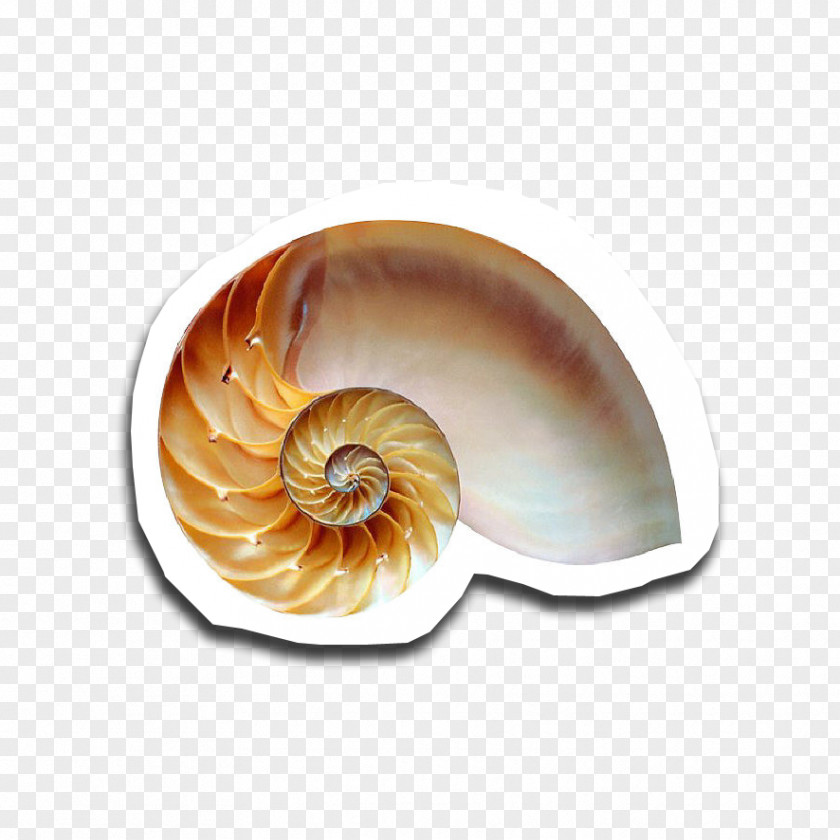 Snail Golden Ratio Fibonacci Number Chambered Nautilus PNG