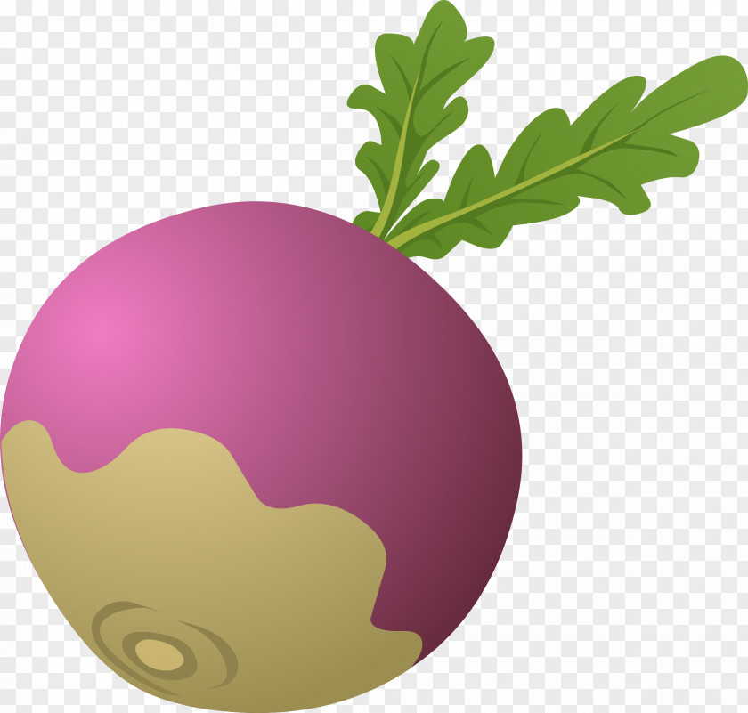 Turnip Cliparts Daikon The Gigantic Beetroot Clip Art PNG