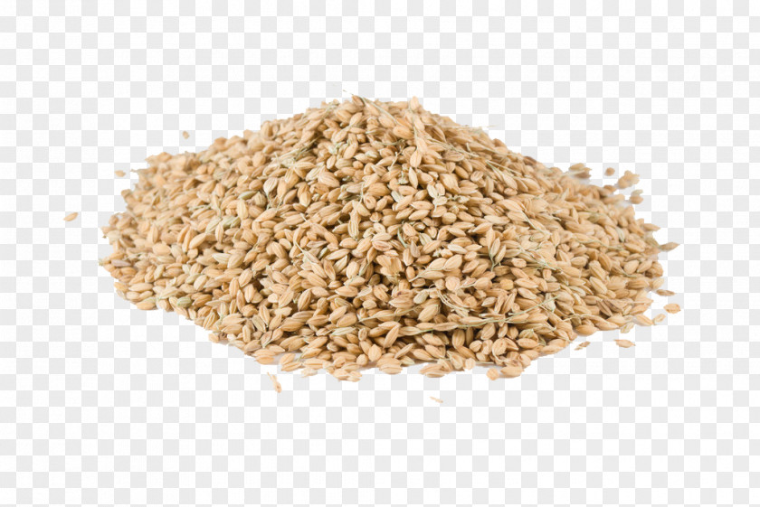 Bunch Of Wheat Oat Rice Oryza Sativa Cereal Crop PNG