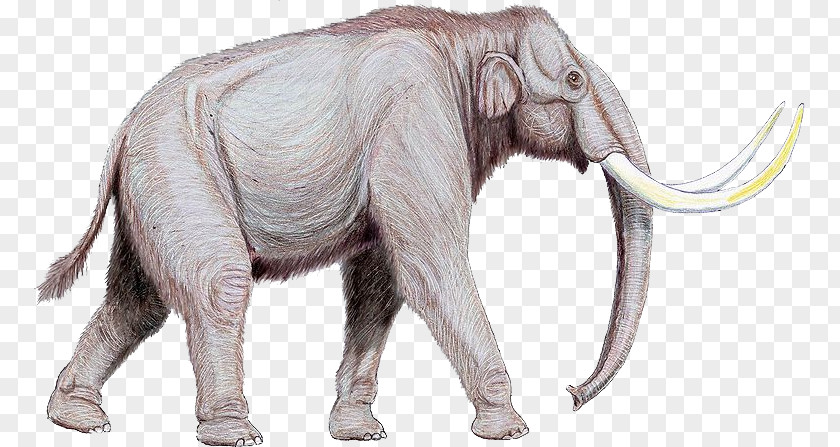 Elephant Mammoth Steppe Extinction Proboscideans PNG