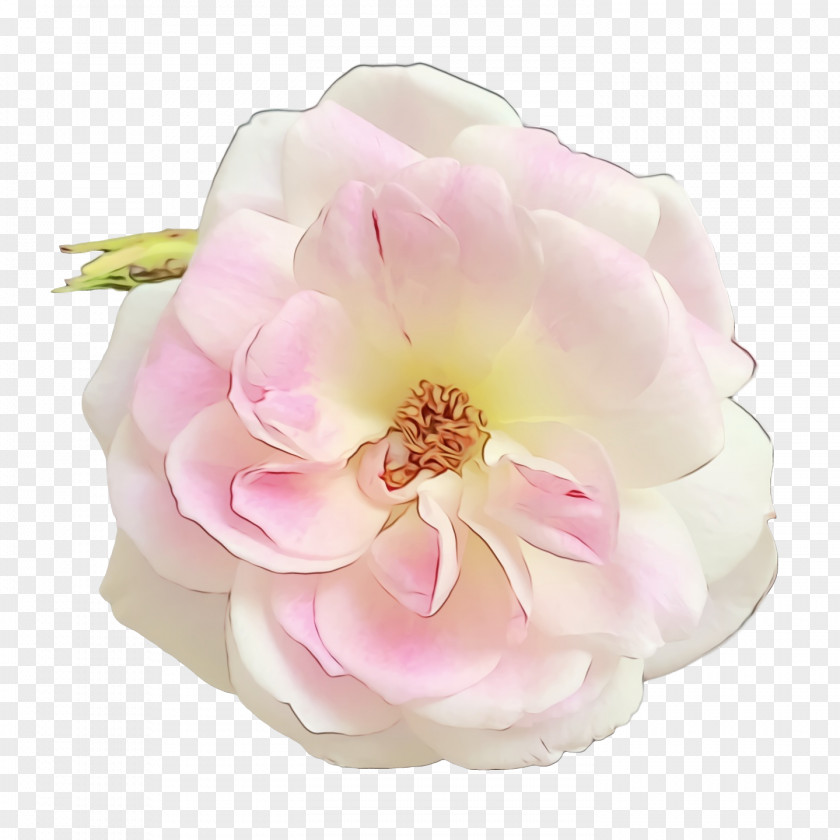 Garden Roses PNG