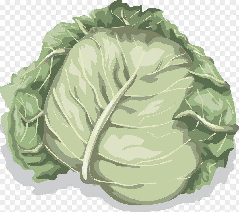Vector Cabbage Cauliflower Vegetable Lettuce PNG