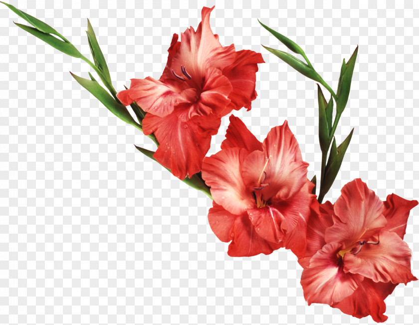 Artichokes Gladiolus Flower Desktop Wallpaper Clip Art PNG