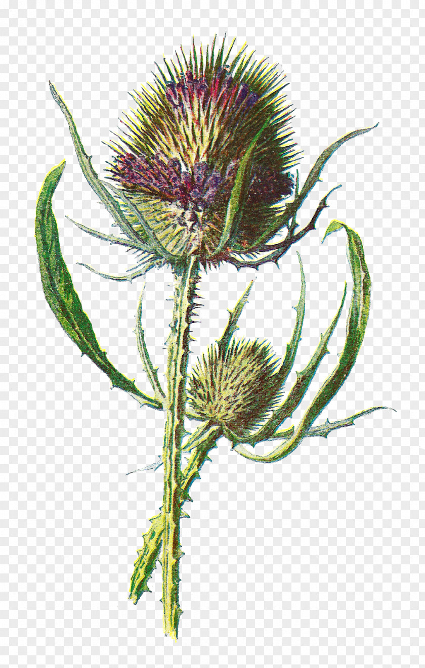 Botanical Flowers Scotland Thistle Dipsacus Fullonum Wildflower PNG