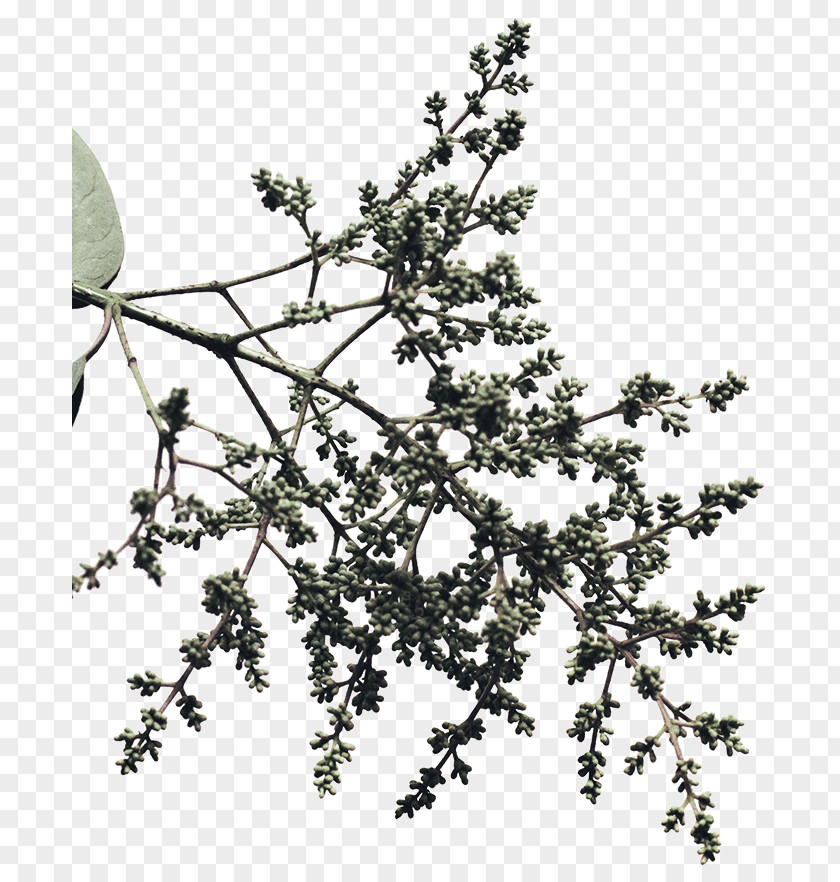 Carmen Salinas Twig Shrub White PNG