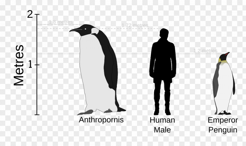 Dinosaur Palaeeudyptinae Anthropornis Pachydyptes Icadyptes Emperor Penguin PNG