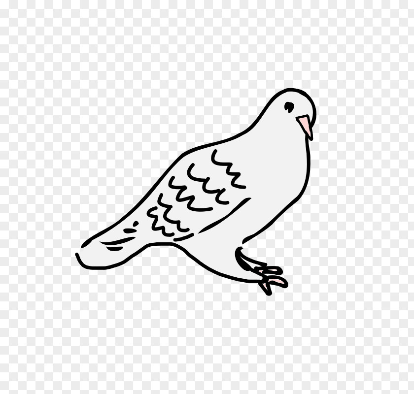 Dove Line Art Columbidae Drawing Clip PNG