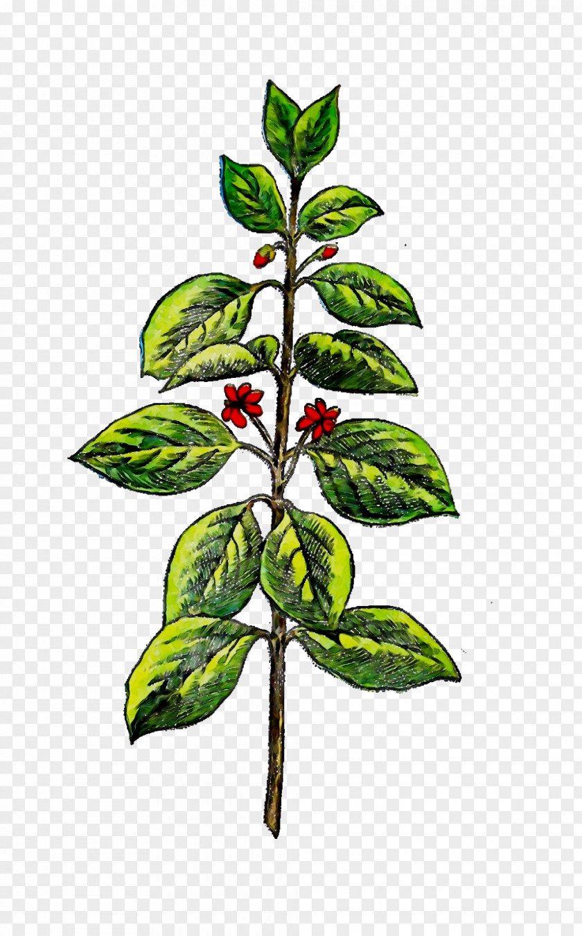 Indian Sandalwood Branch Plants Herbaceous Plant Drawing PNG