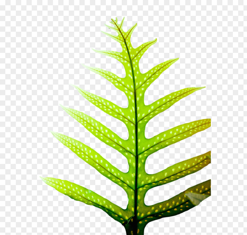 Leaf Plant Stem Fern Vascular Tree PNG