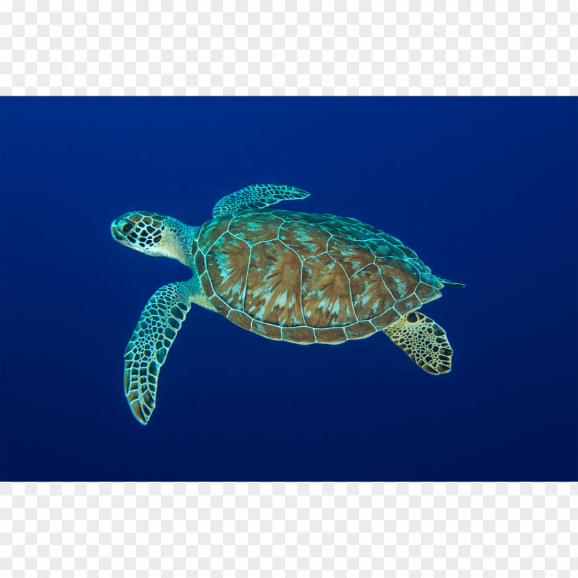 Turtle Loggerhead Sea Leatherback Pond Turtles Marine Biology PNG