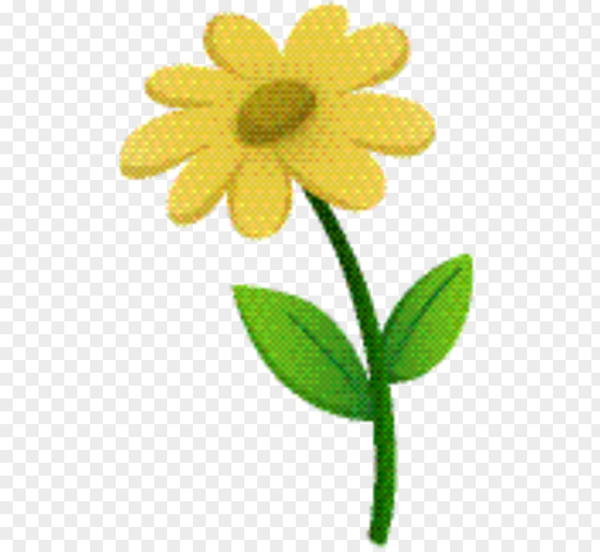 Chamomile Pedicel Yellow Background PNG